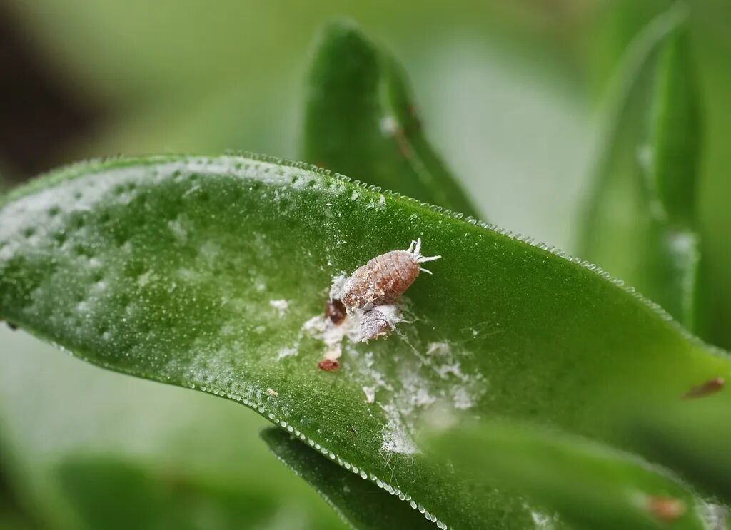 室内虫害滋生的环境 常见害虫处理技巧 附不容易感染虫害的植物 生活家 生活资讯 生活315 生活指南 生活品位 微信头条新闻公众号文章收集网