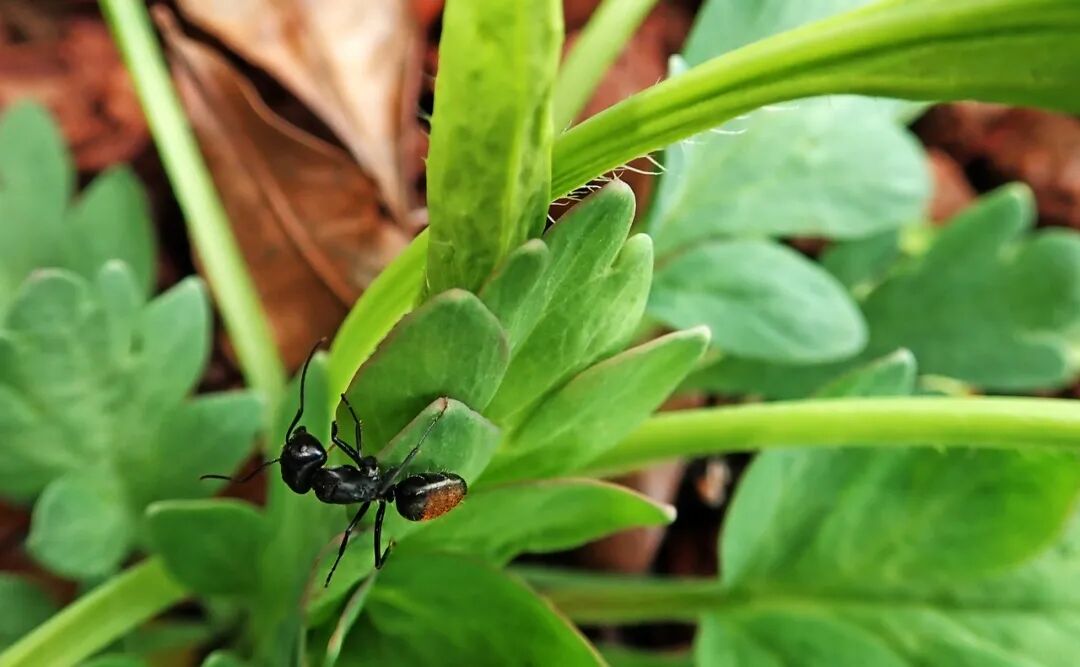 室内虫害滋生的环境 常见害虫处理技巧 附不容易感染虫害的植物 柠檬资讯