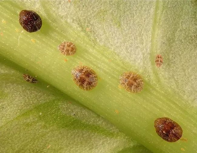室内虫害滋生的环境 常见害虫处理技巧 附不容易感染虫害的植物 Hi有料