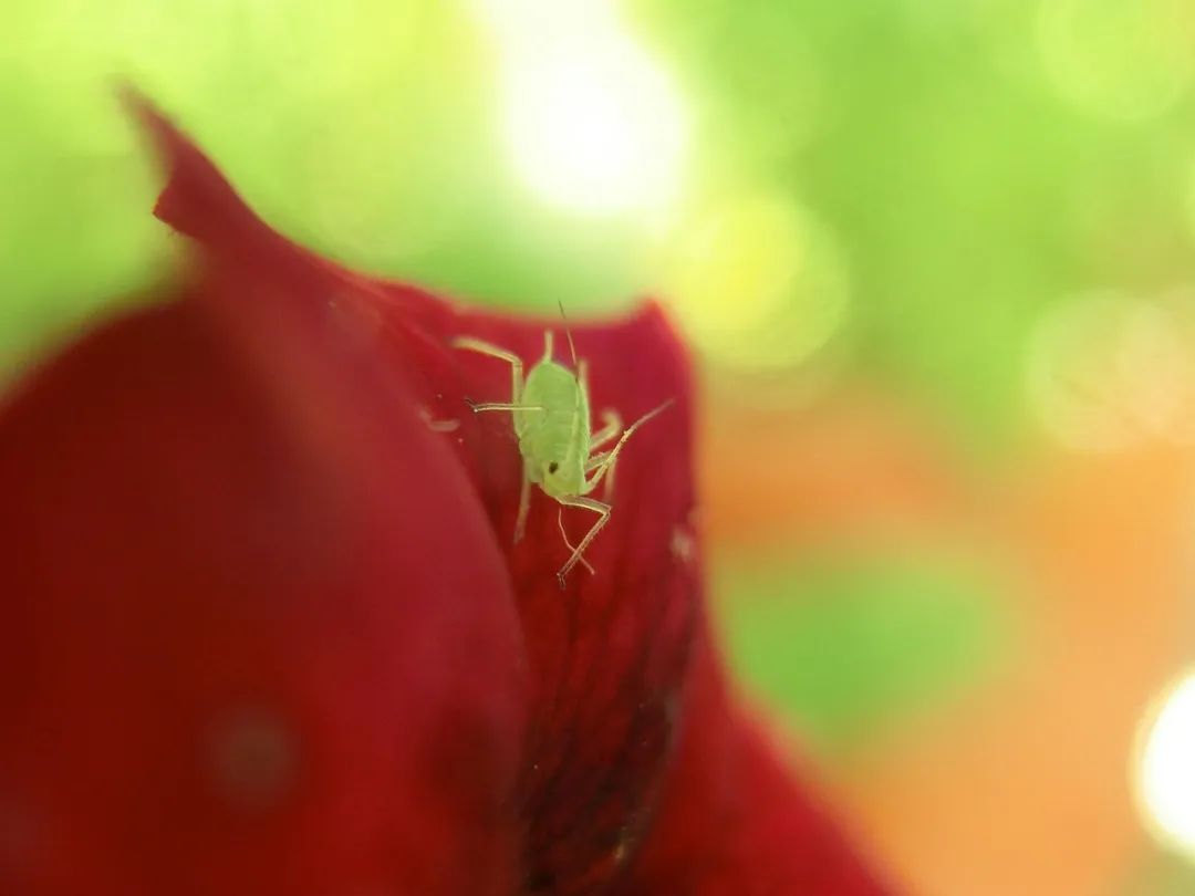 室内虫害滋生的环境 常见害虫处理技巧 附不容易感染虫害的植物 柠檬资讯