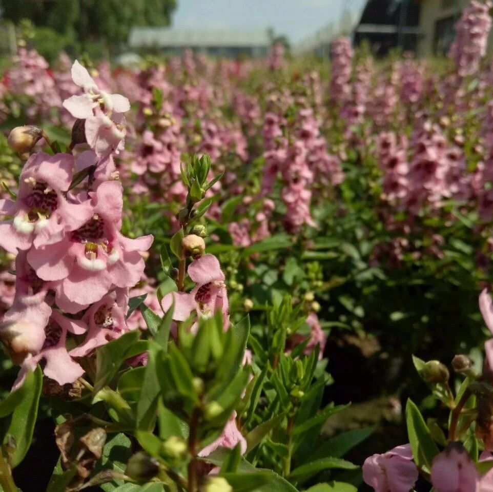 几种很耐热耐晒的开花植物，寒冷地区可露地栽种，花量多，花期长