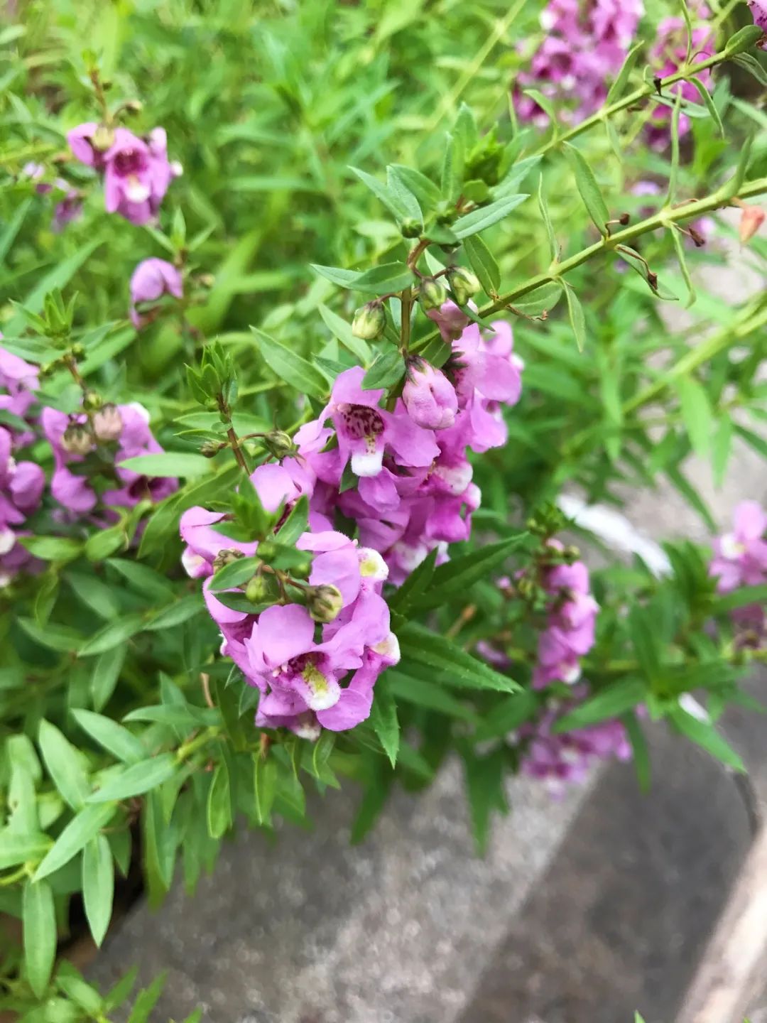 幾種很耐熱耐曬的開花植物 寒冷地區可露地栽種 花量多 花期長 尋夢生活