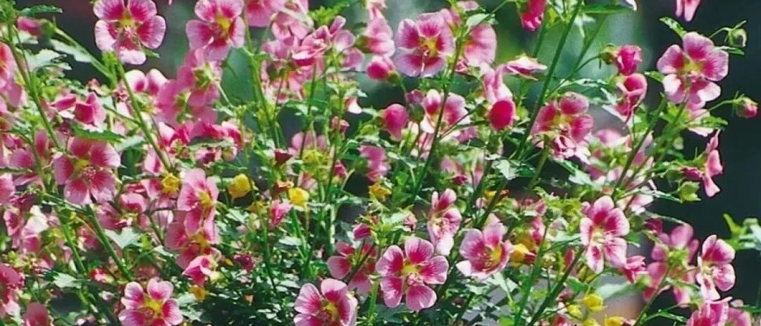 越是修剪开花越多的小木槿，夏天不要长期淋雨，否则容易挂掉