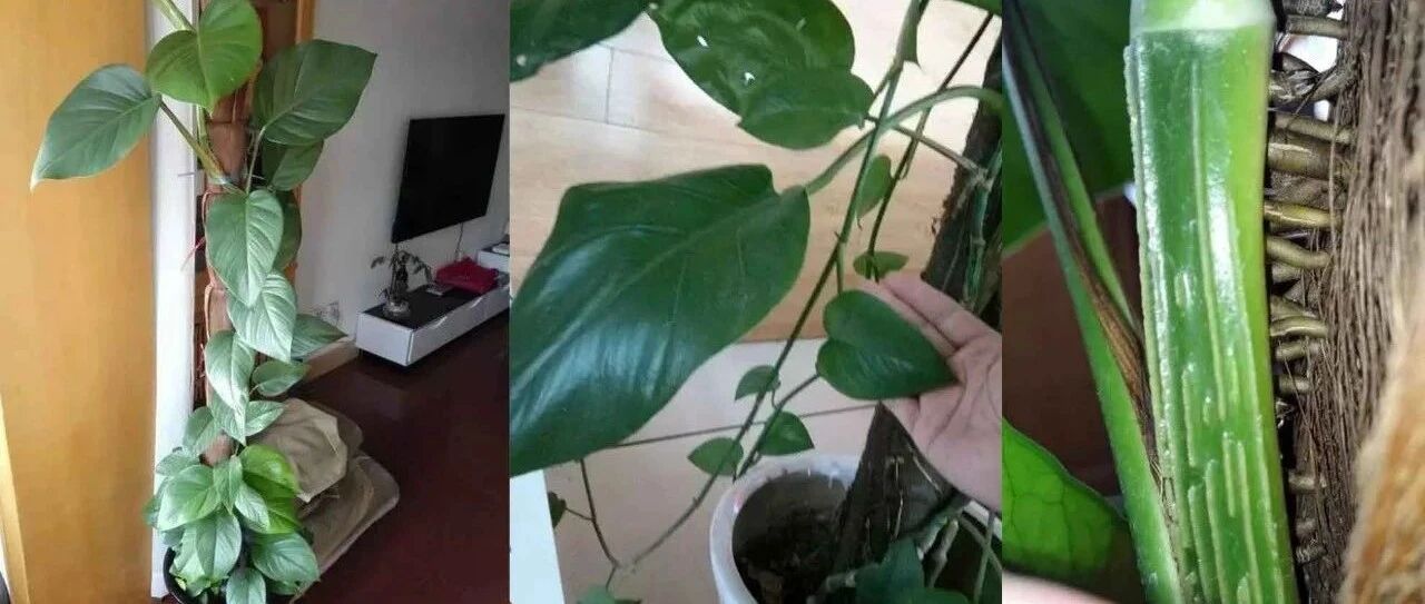 很多人对绿萝有误解，它真的“喜阴”吗？看看我的测试就知道了