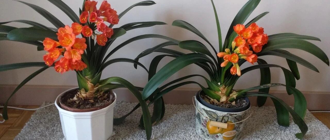 三种君子兰的配土比例，加上11月后的休眠期，君子兰不开花都难