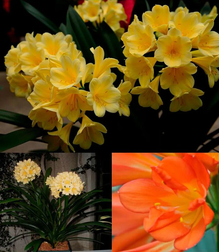 三种君子兰的配土比例 加上11月后的休眠期 君子兰不开花都难 养花交流 微信公众号文章阅读 Wemp