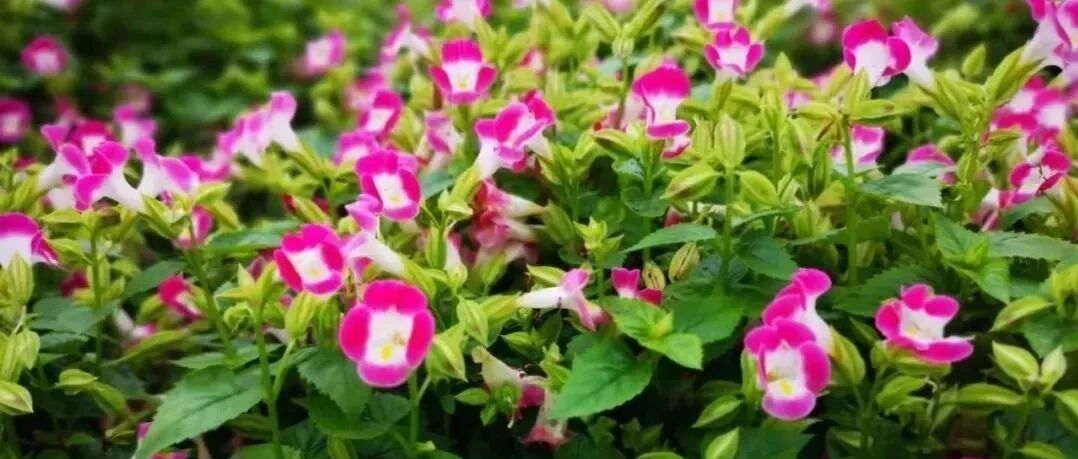 认识6种能忍受高温暴晒的观赏花卉，夏季花园少不了的植物