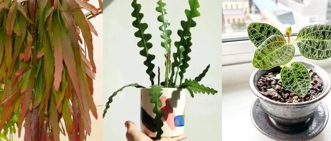 特别小众的13种奇特观赏盆栽，适合养在桌面上，看着都想养几盆