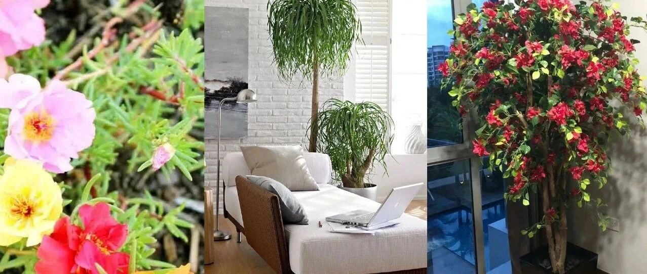 适合粗养的6种盆栽花卉，夏天炎热时就很适合入手