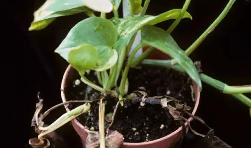 室內常見的幾種植物葉子變黃的處理方法，讓盆栽常年翠綠 生活 第6張