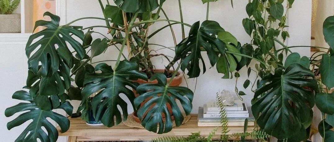 ​养花把控好三个点，植物再也不会烂根，轻松进阶老园丁