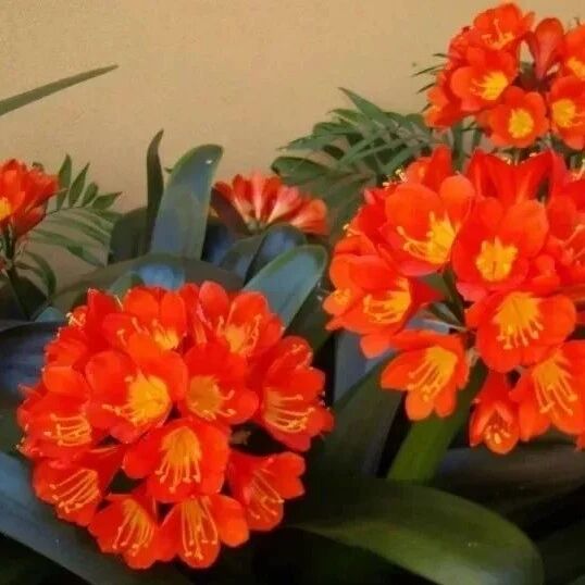 8种特别受欢迎的室内开花植物，养家里的桌面上也能照常开花