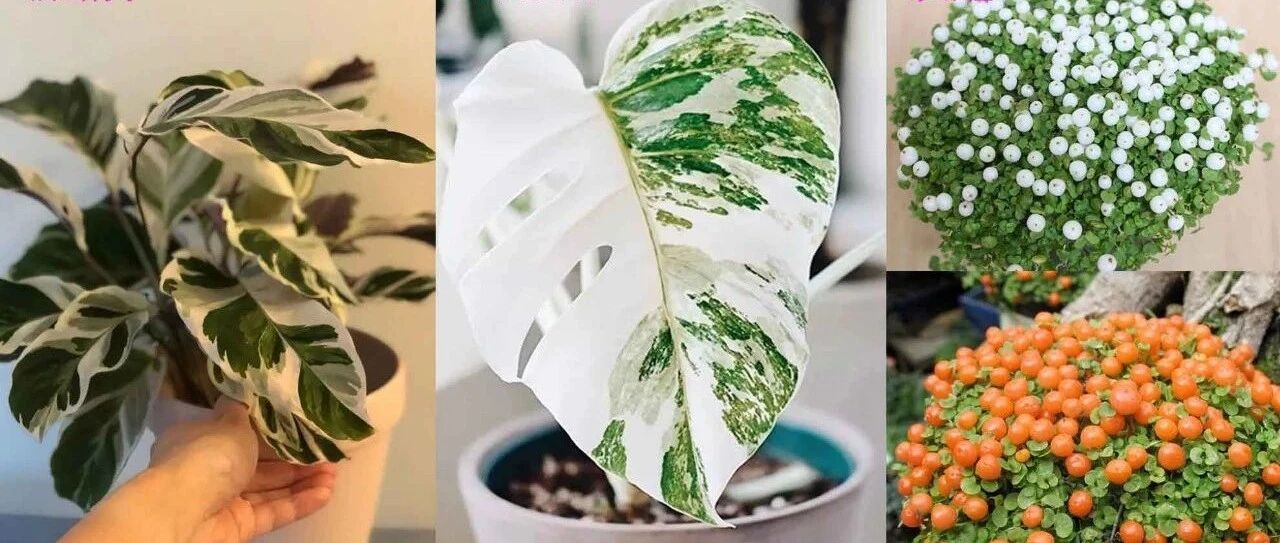 新手可“入坑”的便宜、好看且清新的网红植物，详细养护指南附上