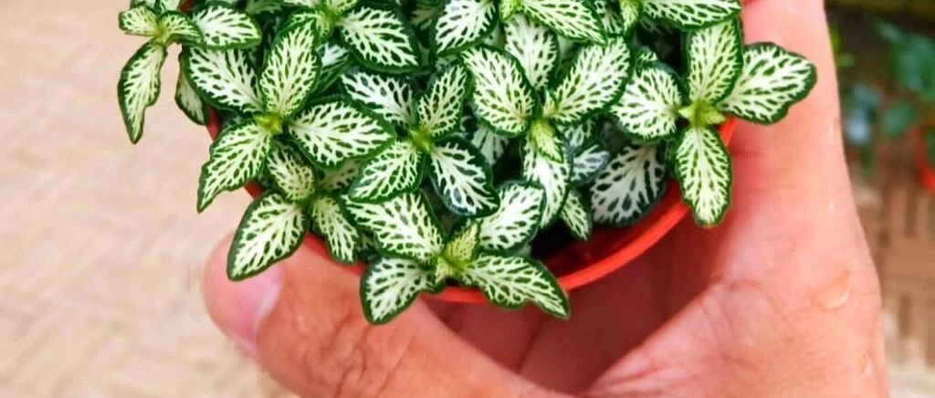 除了绿萝、吊兰，这8种植物可在办公室生长良好，灯光下就能生长