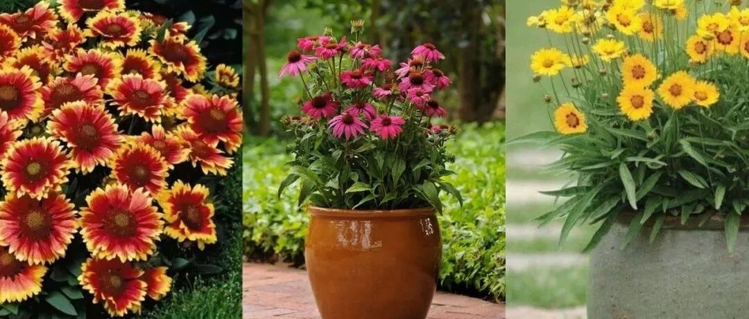 夏天在家里布置这15种耐旱植物，能适应暴晒和高温，不用常打理