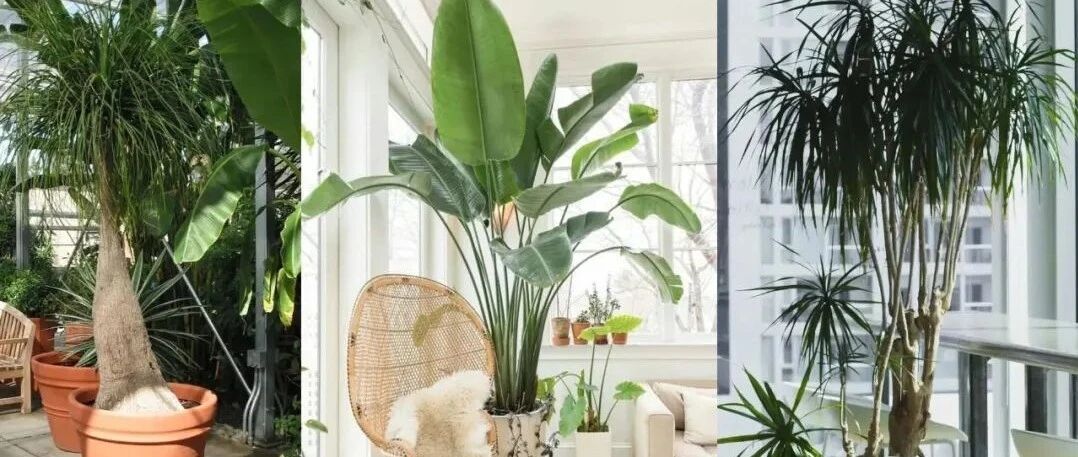 很大气的大型观叶植物，大客厅或门口都可以摆放一两盆