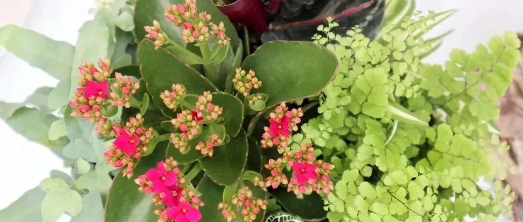 这6种观赏盆栽养家里一定要控水，粗养容易活，冬季寒冷要停水