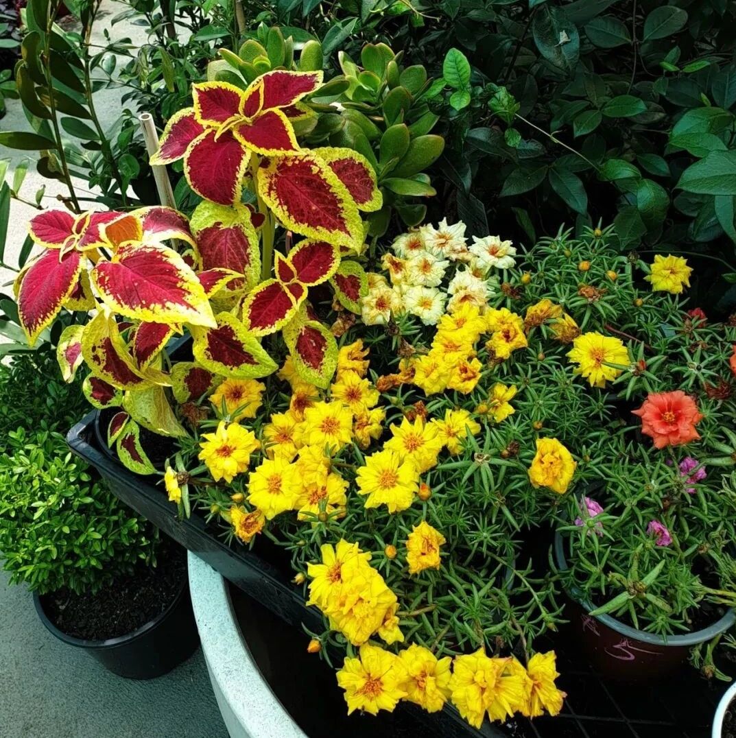 花友天天盯着植物都无法将它们养好，就是做错了这三点