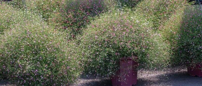 花市上开花灿烂的吉普赛满天星，到了夏天就容易挂，可花期真的长