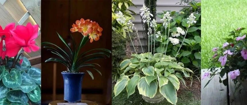 耐半阴的开花植物总结，每天给适当柔和的光照就不断开花