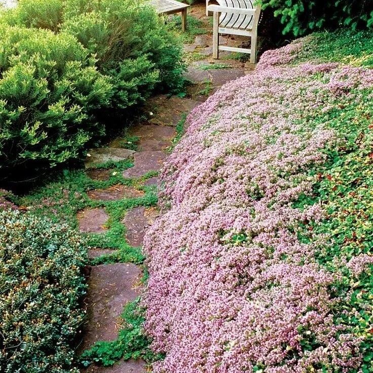 6种适合布置在岩石花园里的匍匐植物，适合搭配石板路