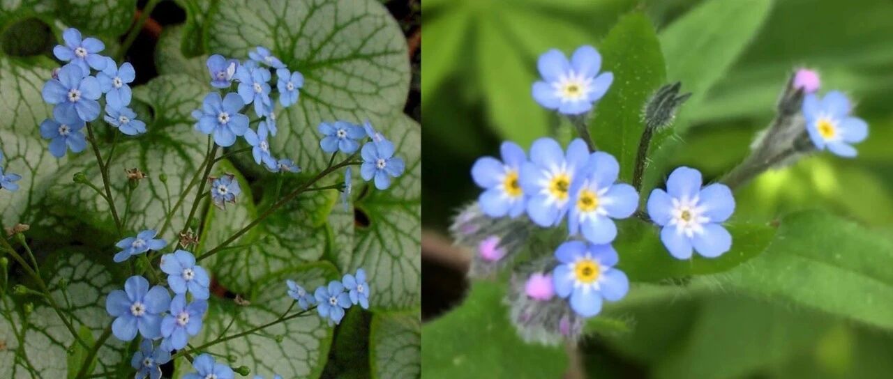 叶子斑斓的心叶牛舌草，花朵和勿忘我很相似，还能养成盆栽