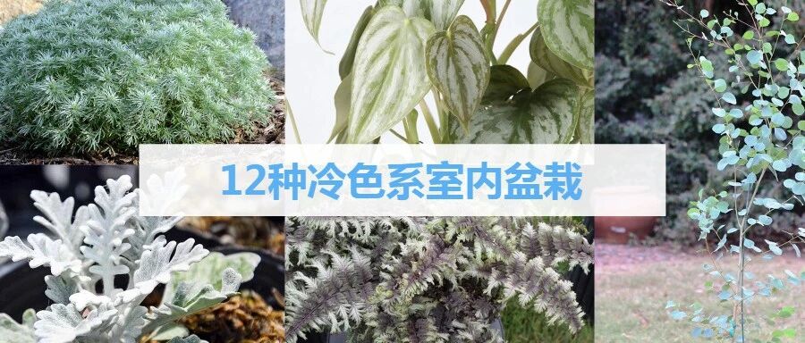 12种冷色系的盆栽绿植，冬天还有人养冷色调的盆栽植物吗？