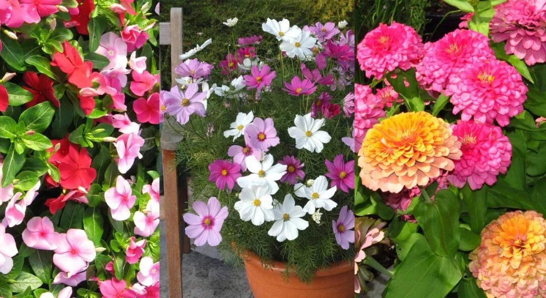 夏天阳台或院子里美丽的观赏花卉 少不了8种耐热耐晒的开花植物 柠檬资讯