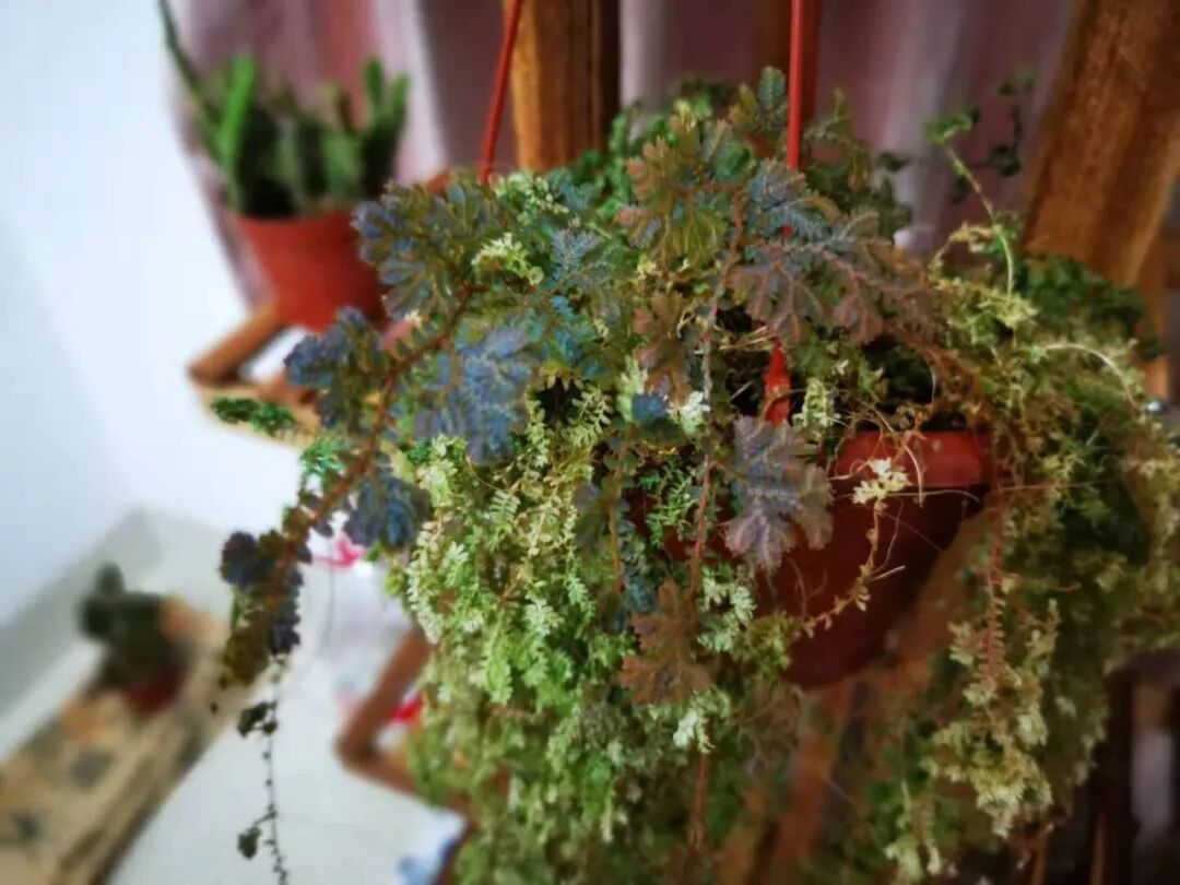 在室内比较好养的8种观赏盆栽 有些甚至适合养浴室里 柠檬资讯