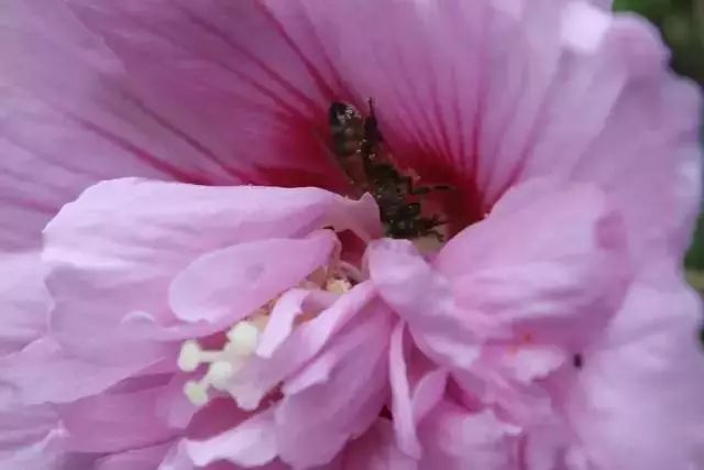 這些開花特別燦爛的開花灌木特別適合養院子里，種一棵就滿園噴香 生活 第4張