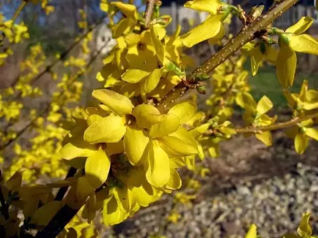 這些開花特別燦爛的開花灌木特別適合養院子里，種一棵就滿園噴香 生活 第7張