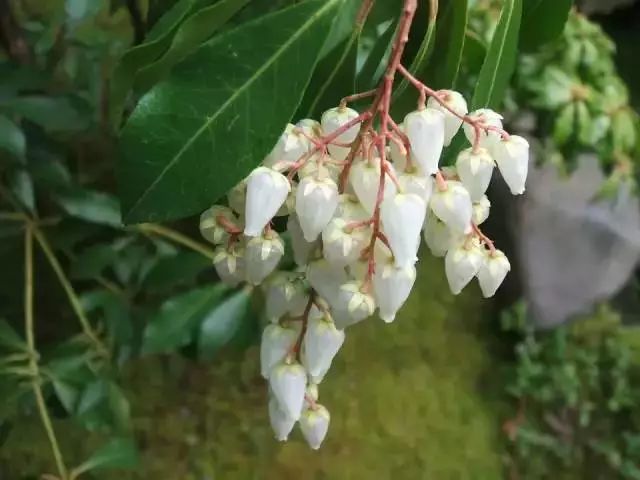 這些開花特別燦爛的開花灌木特別適合養院子里，種一棵就滿園噴香 生活 第3張