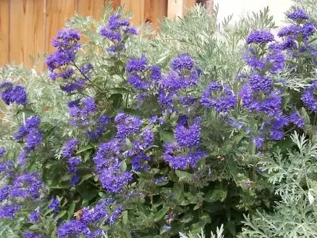 這些開花特別燦爛的開花灌木特別適合養院子里，種一棵就滿園噴香 生活 第5張