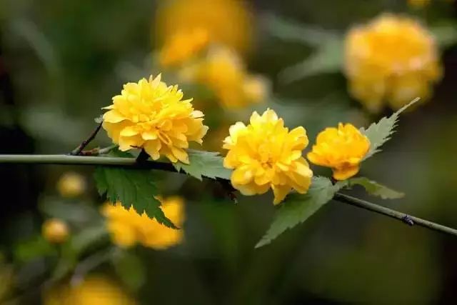 這些開花特別燦爛的開花灌木特別適合養院子里，種一棵就滿園噴香 生活 第2張