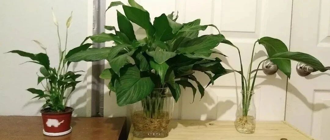 适合养在办公室桌面上的水培观赏植物，定期加水就可以生长旺盛