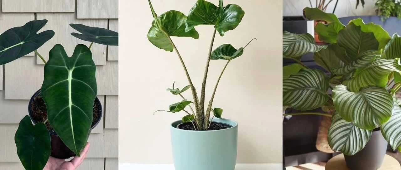 三大类颜值超高，但很难养出好看状态的盆栽观叶植物，新手慎入