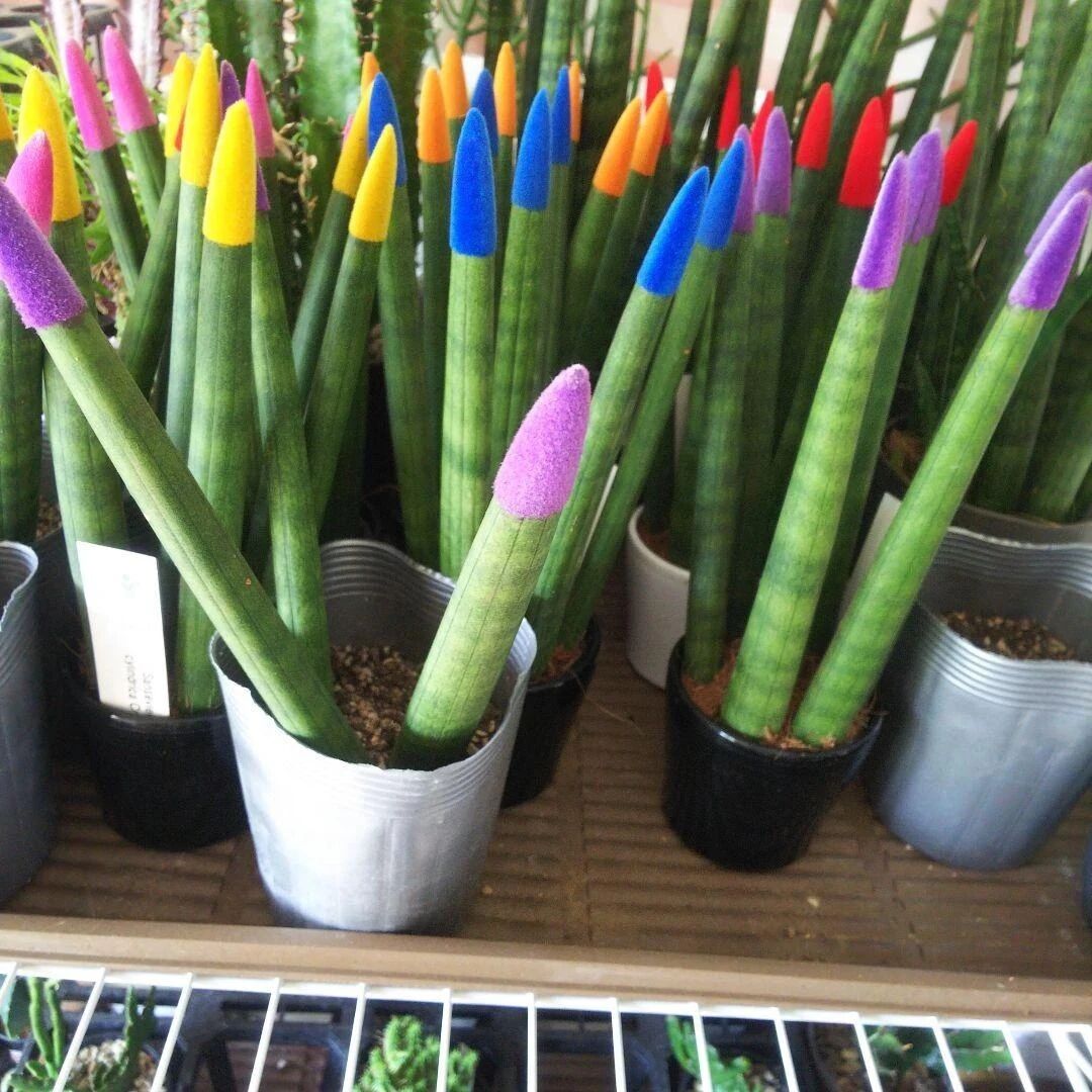 几种适合园艺初学者的室内盆栽绿植，在桌面上都可以养很好