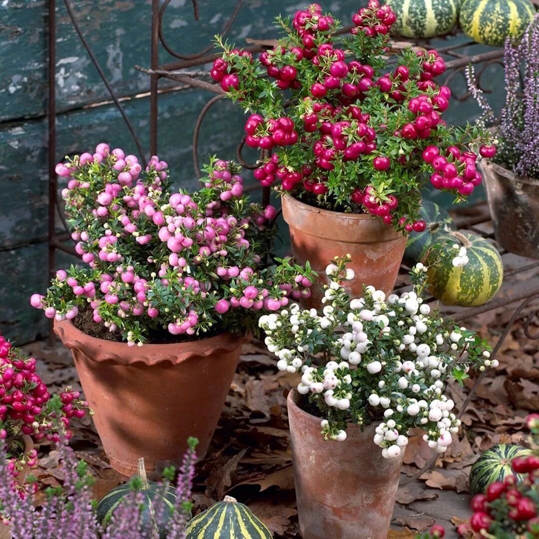 8种很受欢迎的盆栽观果植物，果量丰富，果实好看，你都养过没？