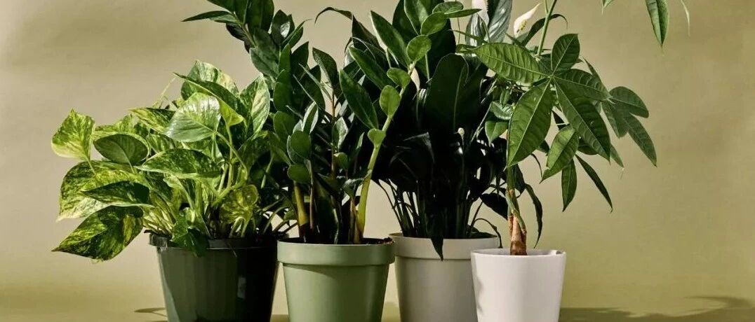 园艺新手在桌面养这几种盆栽绿植，掌握技巧，越长越茂盛