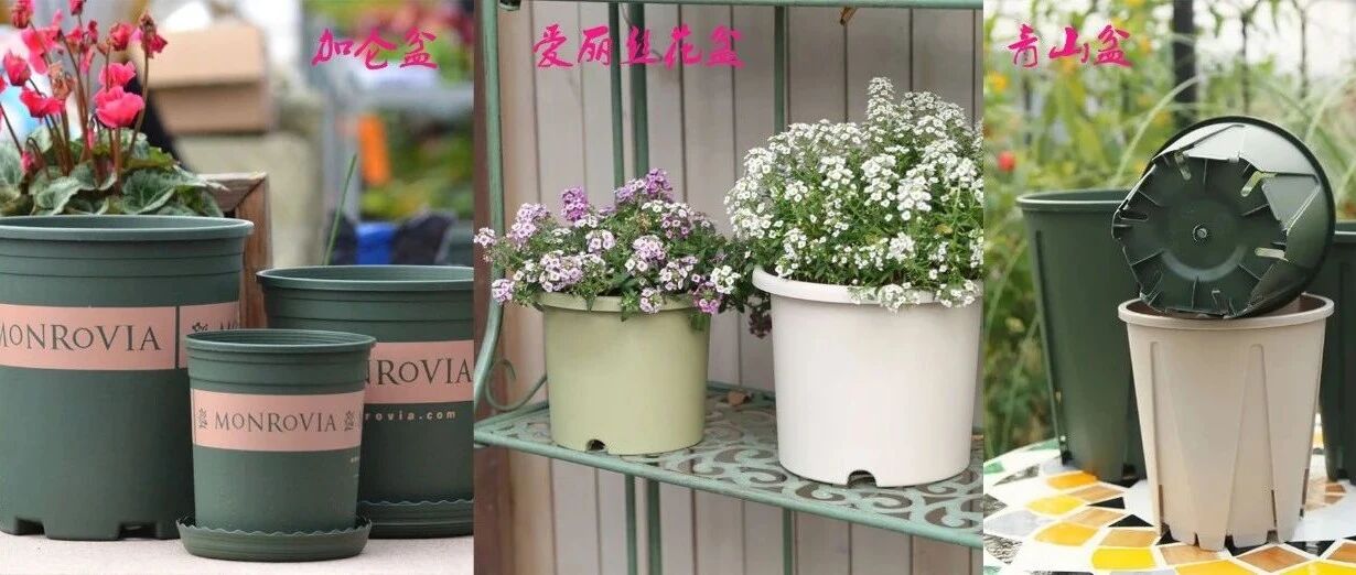 塑料盆里这三款花盆被众多花友青睐，便宜实用，暴晒几年也没事