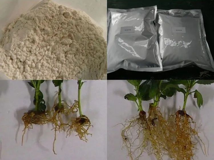 用上生根粉和生根溶液，灌根、移栽和扦插效果好，就看你會不會用 家居 第8張