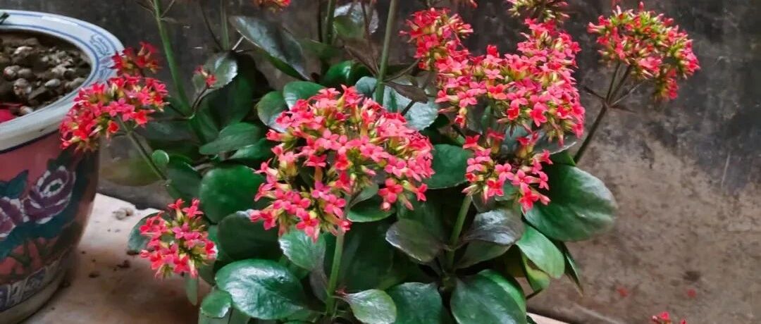 室内总养不好花，水用不好土就偏碱，植物能长好才怪