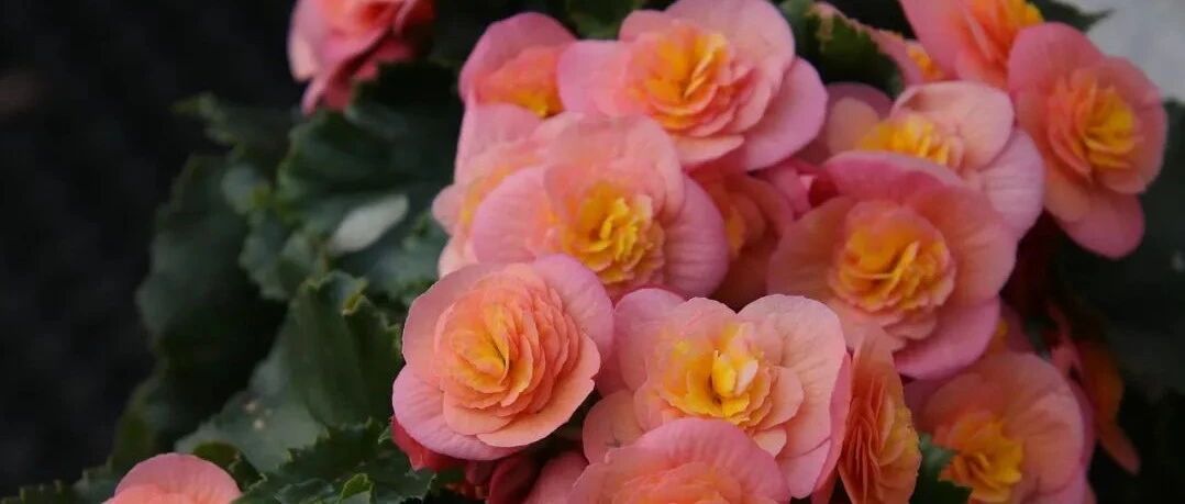 6种容易打理的室内开花植物，不一定适合新手，但总有一种适合你