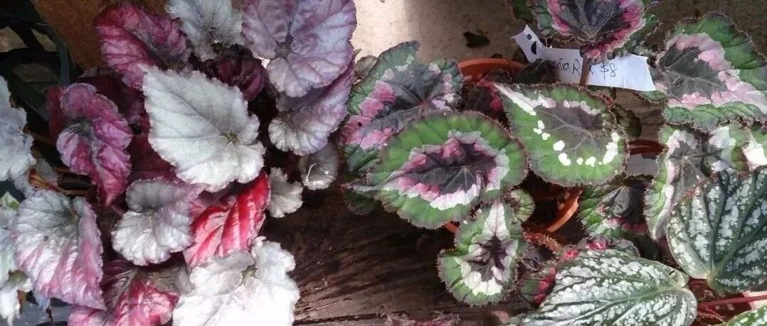 6种长相靓丽的观叶植物，适合种常年温暖的室内，对光照需求不多