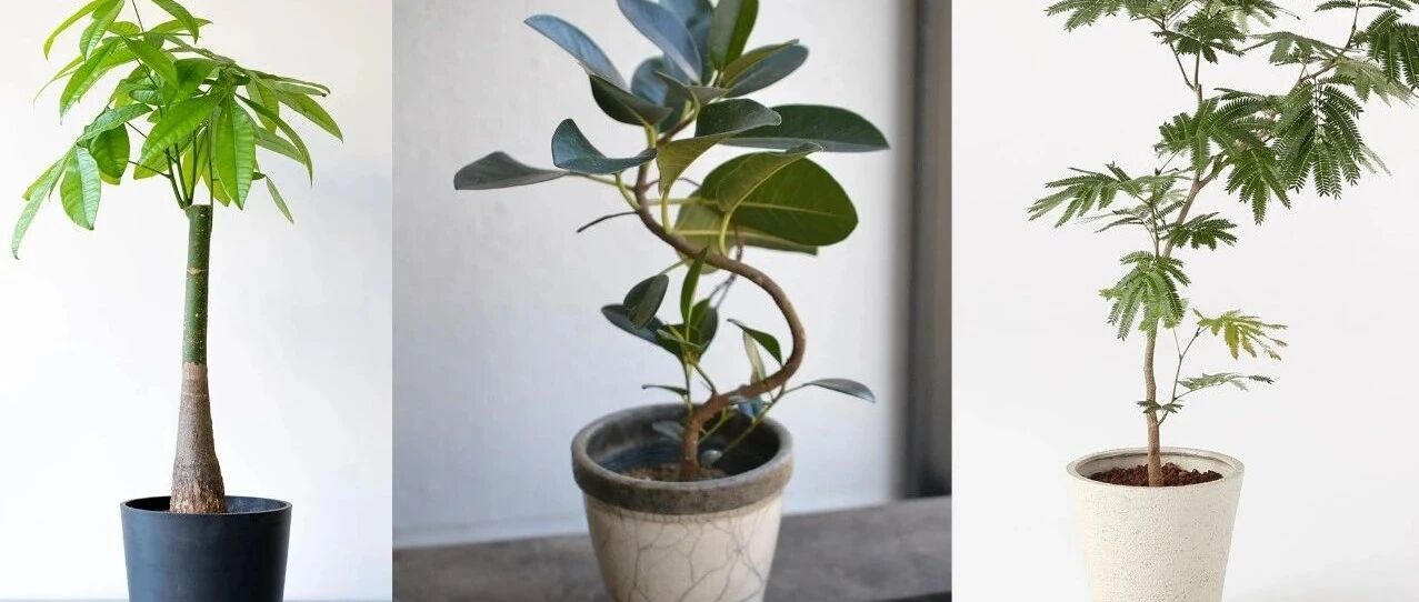 人气极高的7种室内观叶植物，这些盆栽植物多年流行一直没衰减
