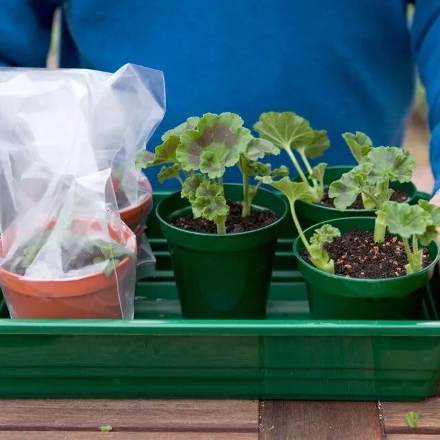 刚买或刚扦插成活的盆栽苗，掌握服盆和换盆技巧，养花变得容易了