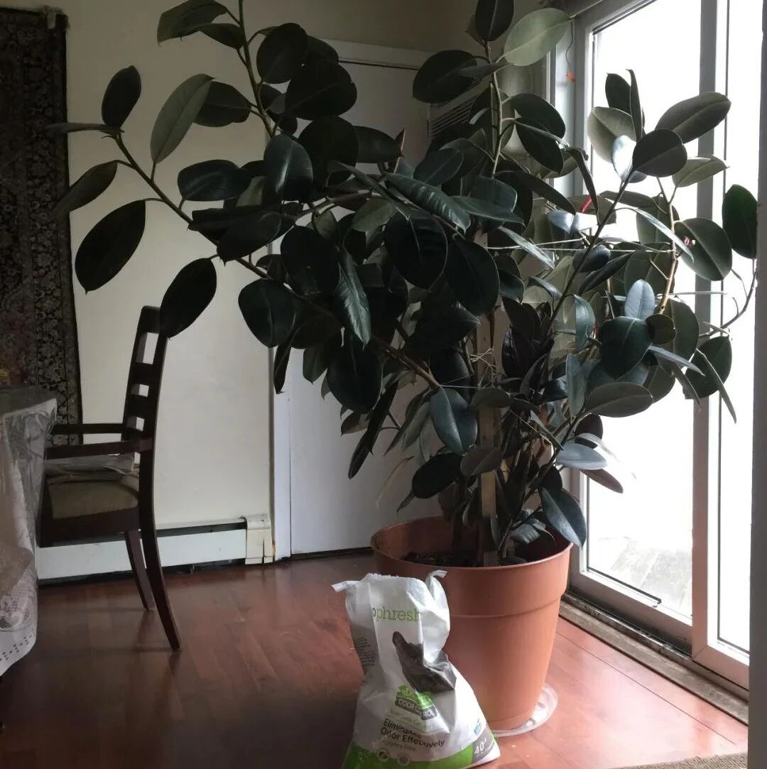 橡皮树长1米多高了，还没有分枝，忍痛剪断，很快长出几个新枝