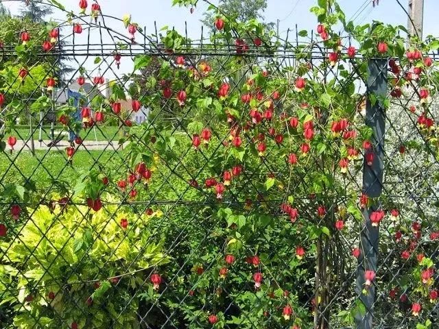 這些室內垂盆植物不開花讓都我神魂顛倒，好想在家裡養幾盆 家居 第9張