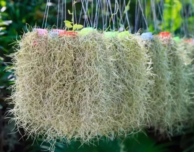 這些室內垂盆植物不開花讓都我神魂顛倒，好想在家裡養幾盆 家居 第3張