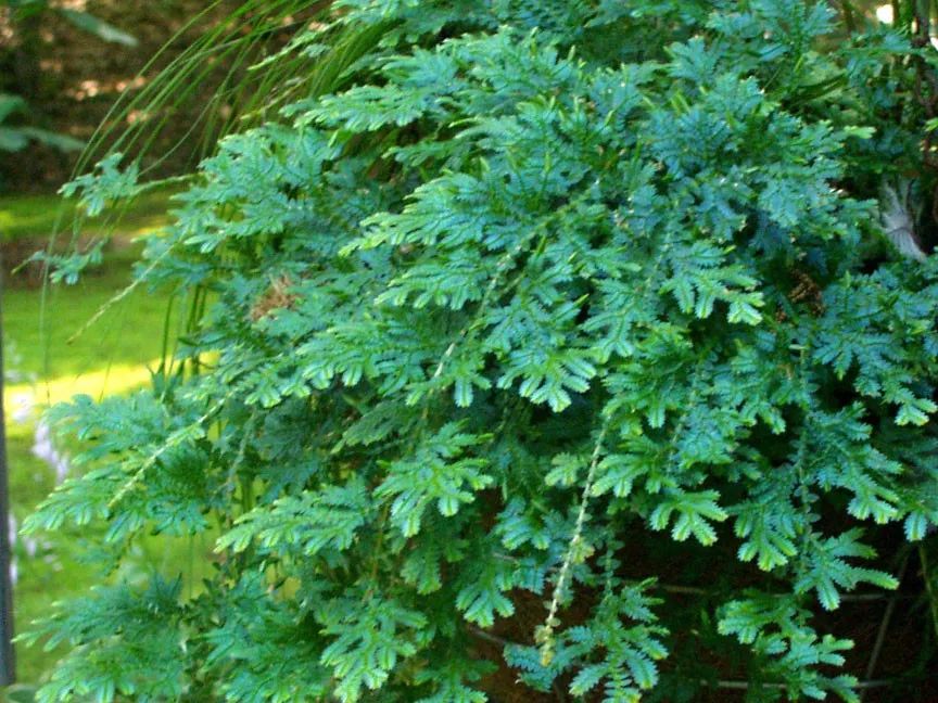 這些室內垂盆植物不開花讓都我神魂顛倒，好想在家裡養幾盆 家居 第6張